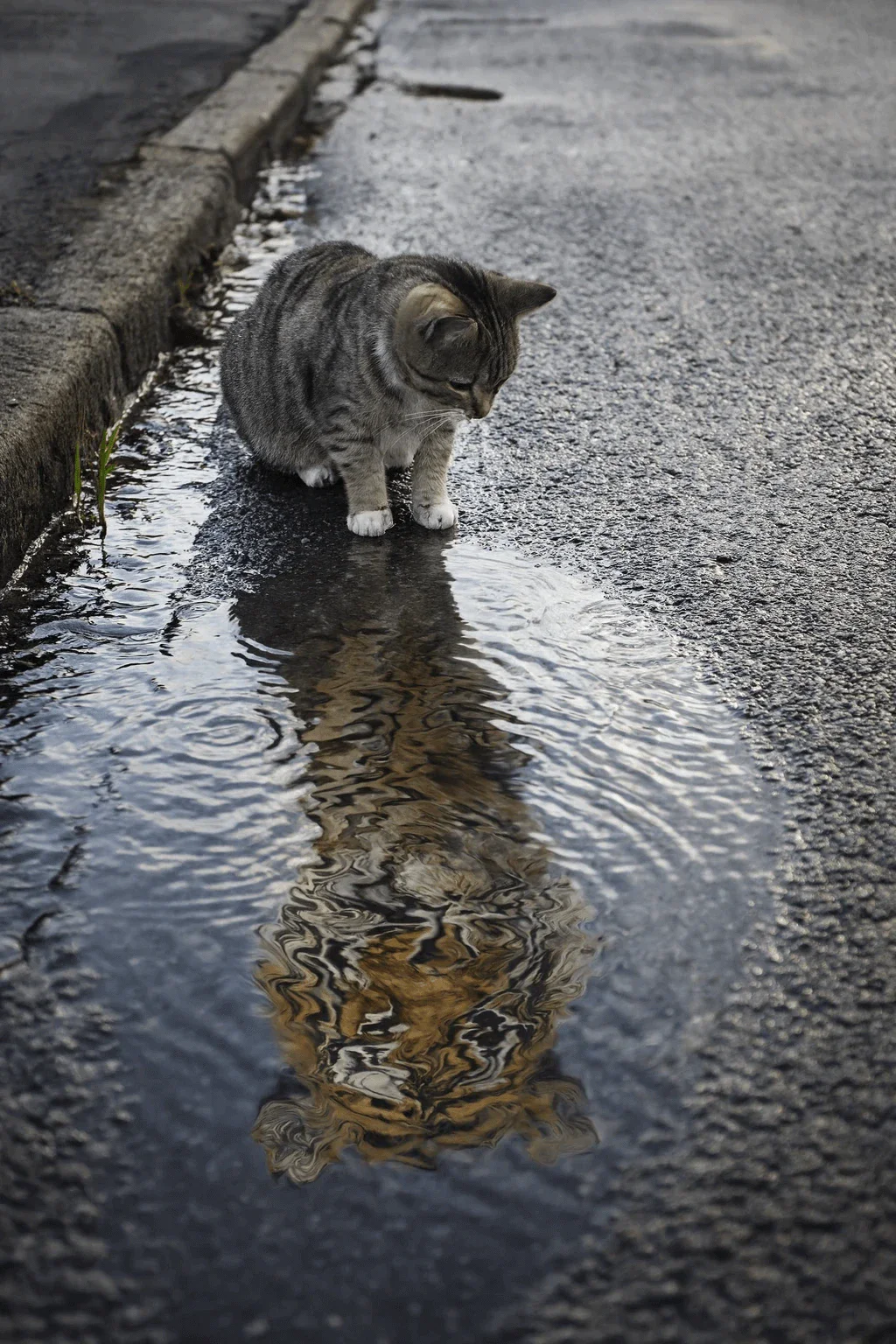 ZeroTwo AI | AI agent platform | Image of a cat looking into a puddle with the reflection of a tiger