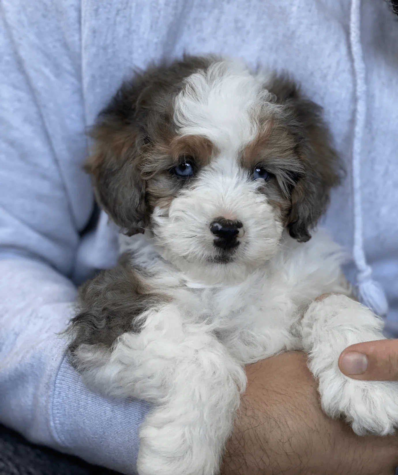 ZeroTwo AI | AI agent platform | A close-up photo of a fluffy tricolor puppy with white, brown, and gray fur and striking blue eyes, cradled in someone's arms wearing a gray hoodie.